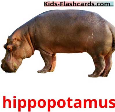 hippopoamus